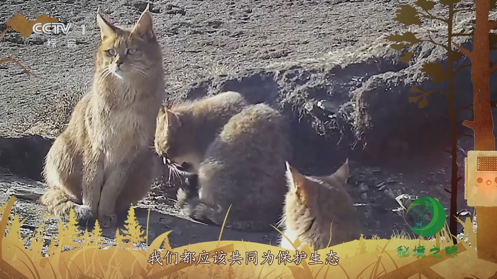 秘境之眼 《秘境之眼》 大熊猫/东北虎/长江江豚/朱鹮/秦岭羚牛/麋鹿/海南长臂猿/黑颈鹤/荒漠猫 20230815
