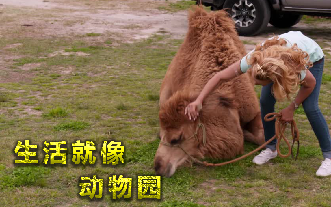 生活就像动物园