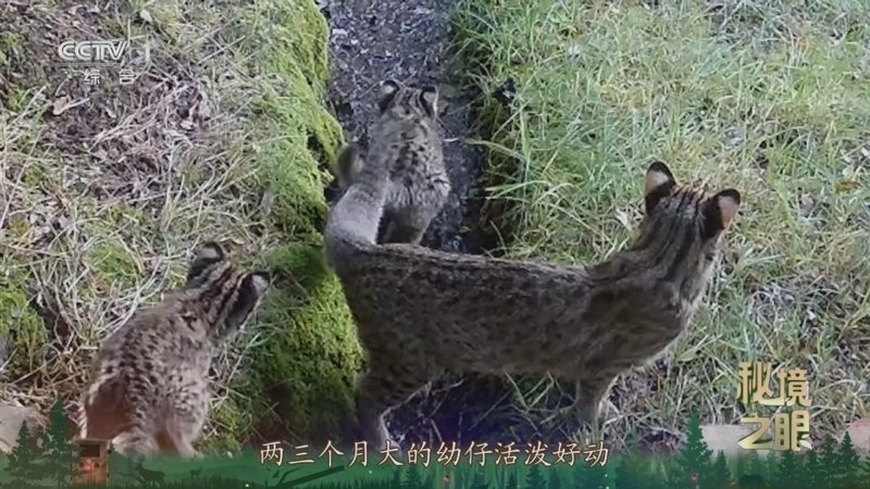 秘境之眼 《秘境之眼》 豹猫 20251111