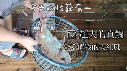 南澳岛赶海日记 彪哥今天近海捕鱼收获还不错，有超大的真鲷跟值钱的大红斑，总共卖了1700块钱