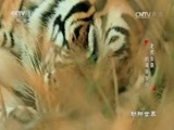 动物世界 《动物世界》 20170412 老虎女皇的艰辛岁月