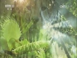 人与自然 《人与自然》 20161226 勇闯鳄鱼潭（上）