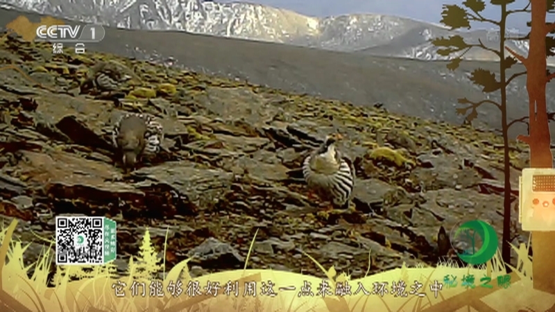 《秘境之眼》 藏雪鸡 20210402