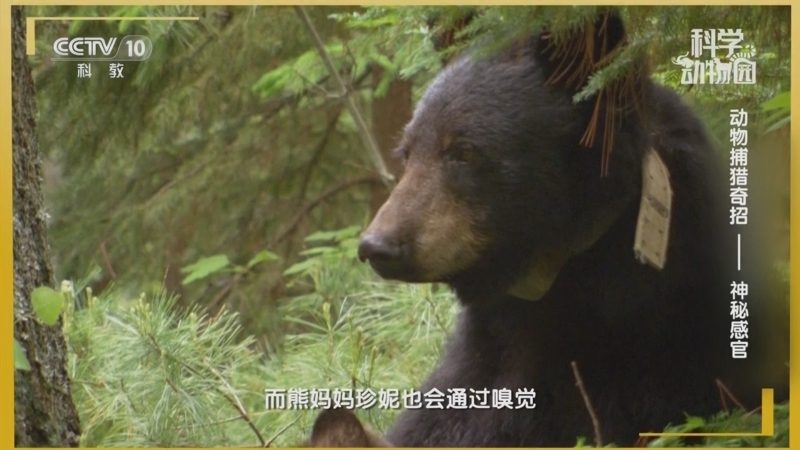 《科学动物园》 20250429 动物捕猎奇招——神秘感官