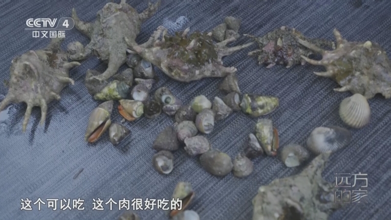 远方的家 《远方的家》 20250625 海与城的交响 蔚蓝之境 椰风海韵