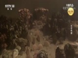 自然传奇 《自然传奇》 20170913 生存有道