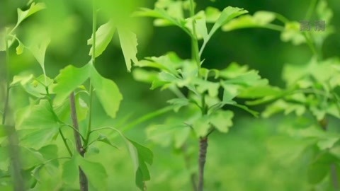 与梦想合拍 绿色杏福