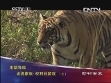 动物世界 《动物世界》 20130505 老虎家族·权利的游戏（上）
