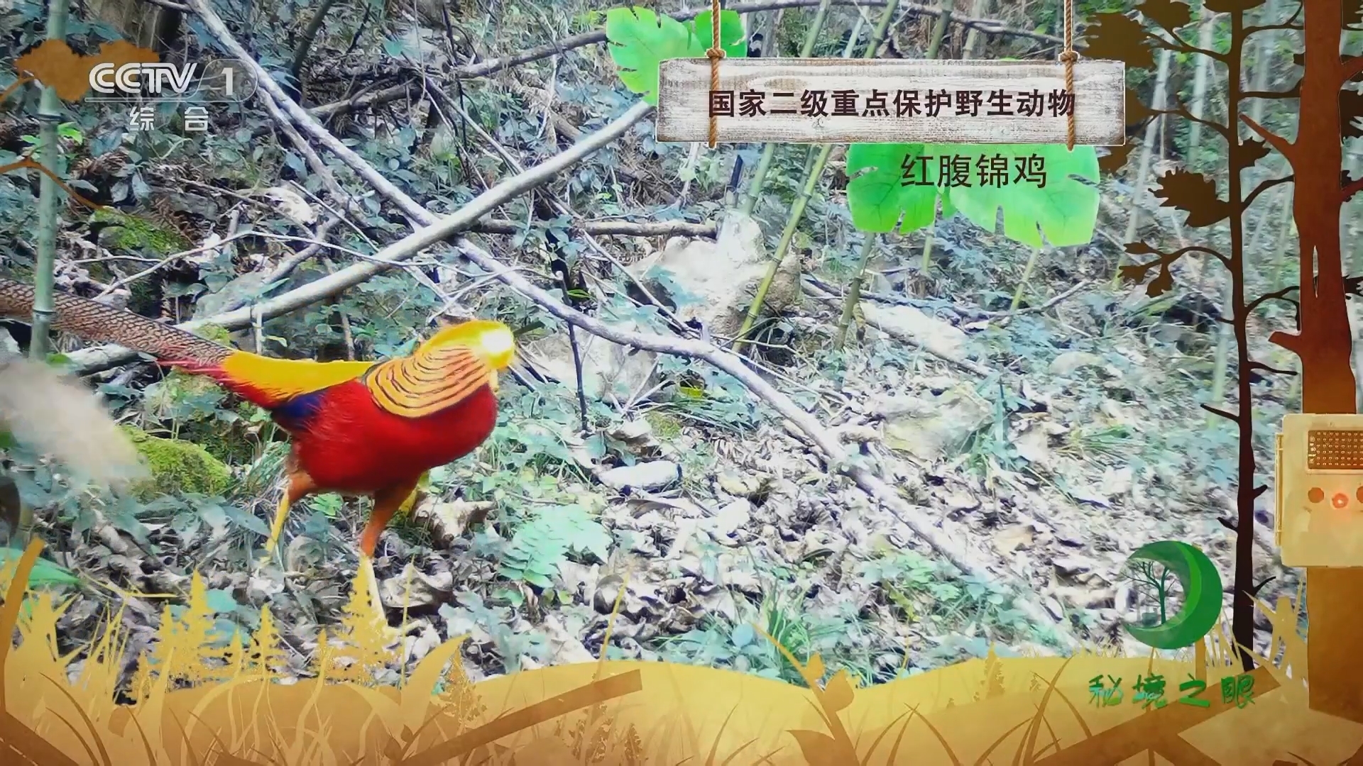 秘境之眼 《秘境之眼》 红腹锦鸡 20230904