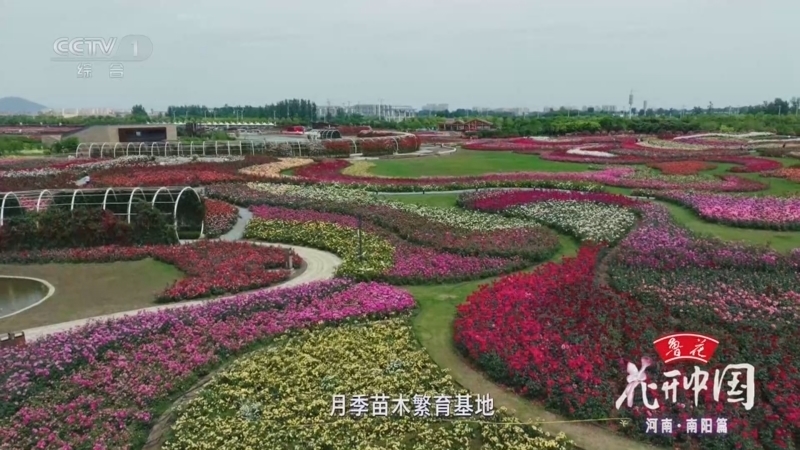 花开中国第二季 《花开中国》 20260705 河南·南阳篇