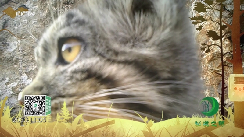 秘境之眼 《秘境之眼》 兔狲/小熊猫/黄喉貂 20221023