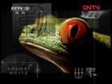 动物世界 《动物世界》 20111024