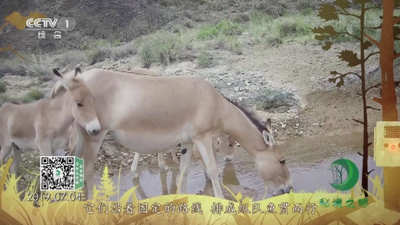 秘境之眼 《秘境之眼》 蒙古野驴 20220709