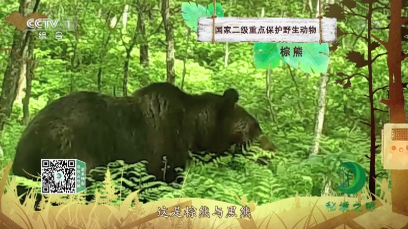 秘境之眼 《秘境之眼》 棕熊 20221128