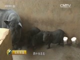 生财有道 《生财有道》 20160518 土法种养好赚钱