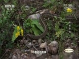 地理中国 《地理中国》 20180410 崆峒奇观（上）