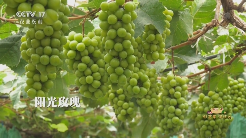 致富经 《致富经》 20221103 财富果 满枝头 花样种葡萄 四季都来财