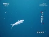 动物世界 《动物世界》 20171101 猎手也失手·深海竞赛