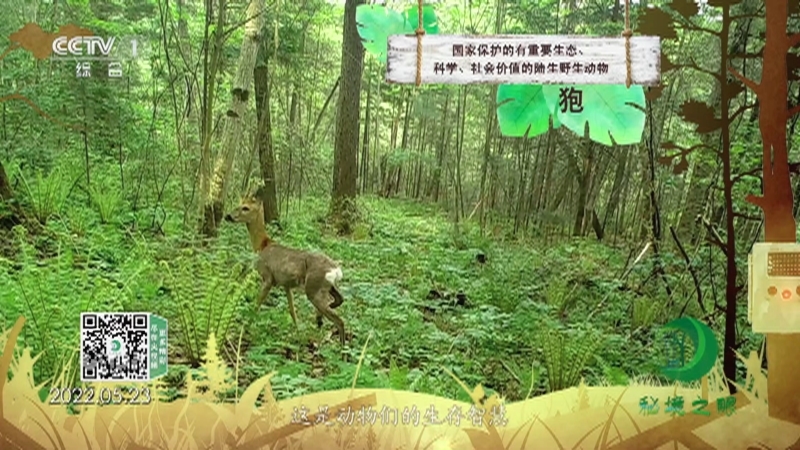 秘境之眼 《秘境之眼》 狍 20230209