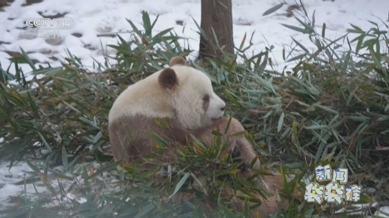 《新闻袋袋裤》 20260106