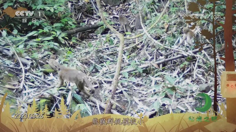 秘境之眼 《秘境之眼》 熊猴 20231209