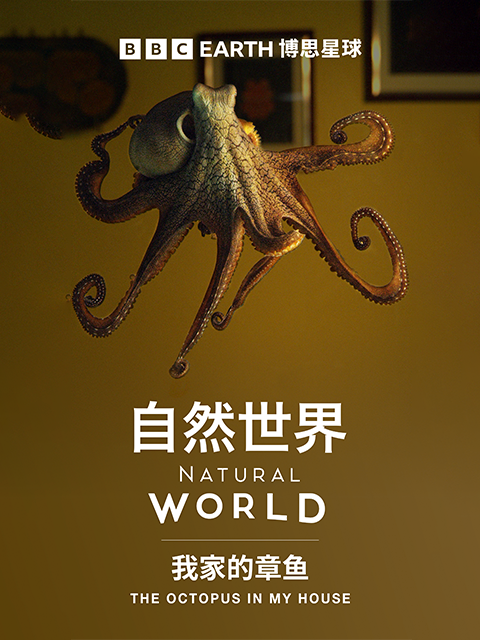 我家的章鱼 海报