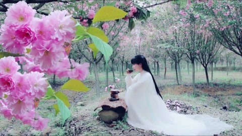 李子柒古香古食 又至樱花季，来壶樱花茶吧