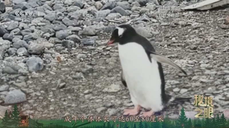 秘境之眼 《秘境之眼》 巴布亚企鹅 20250427