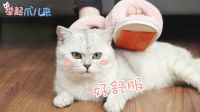 举起爪儿来 DIY撸猫神器 09