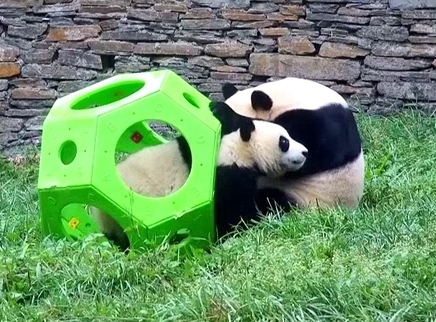胖达直播间 蕊蕊崽和贤贤崽快乐玩耍时间