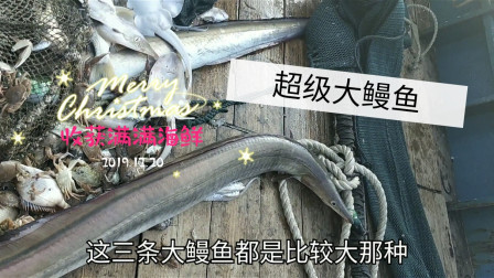 南澳岛赶海日记 渔民抓到比手臂粗的大鳗鱼，一网鱼获就卖5千多，比打工强多了