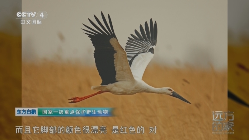 远方的家 《远方的家》 20260402 中国自然秘境 云上舞者 空中精灵