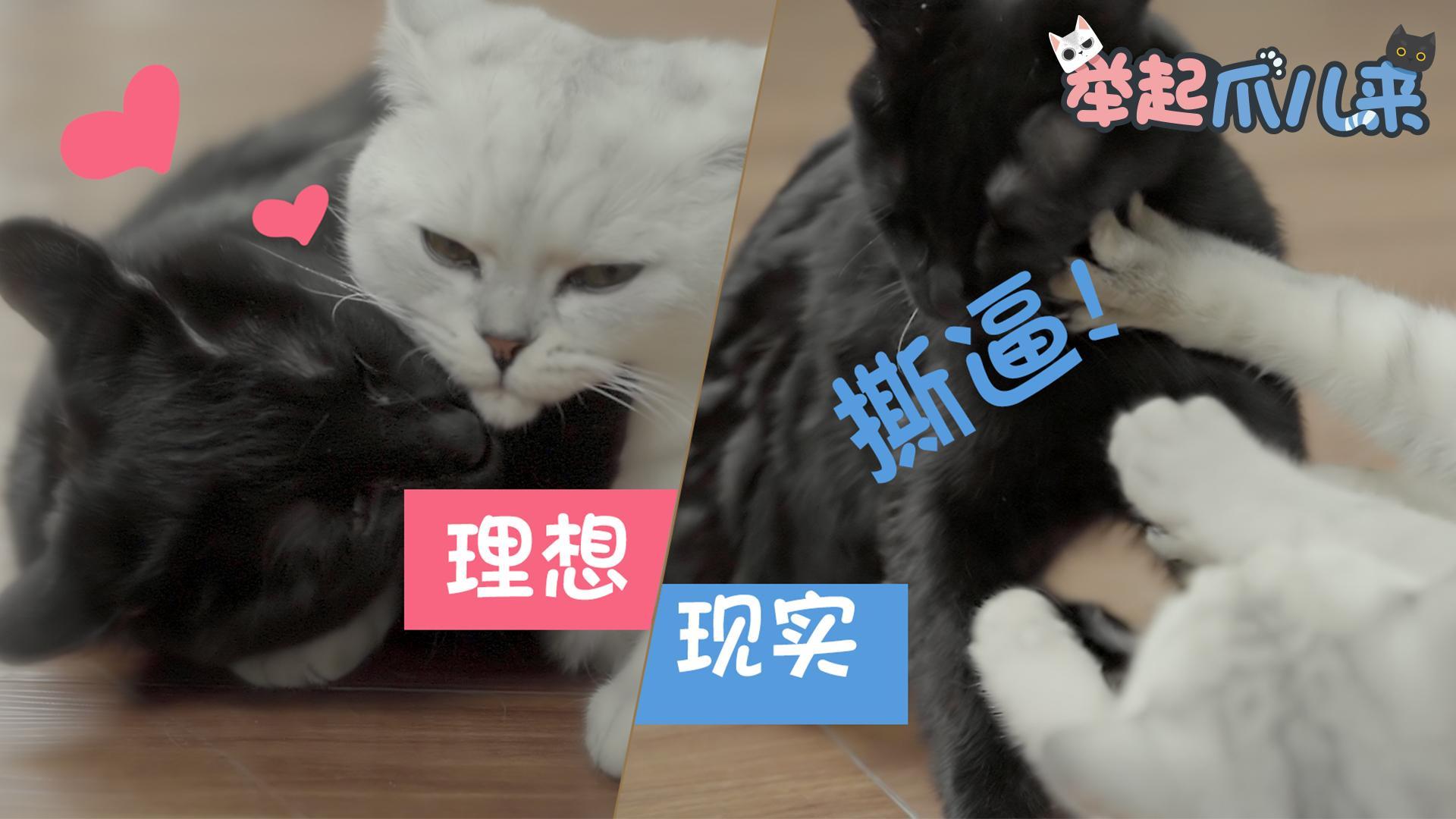 举起爪儿来 铲屎官的理想与现实【举起爪儿来】