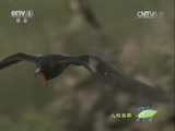 人与自然 《人与自然》 20150627 鸟类的生活——产卵（上）