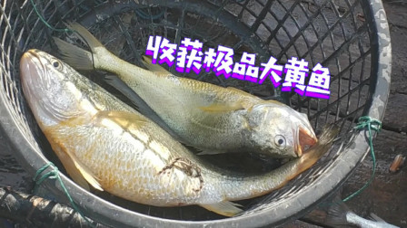 南澳岛赶海日记 船长捕鱼经验丰富，出海就捕两条极品大黄鱼跟石斑鱼，赚了几千元