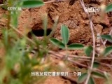 走近科学 《走近科学》 20151217 蜥蜴的劫难（下）