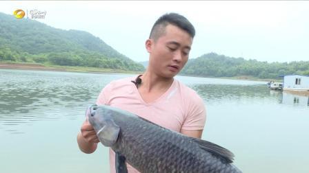 自游去钓 第一季 自游去钓: 百培大水域冲猎大青鱼之行