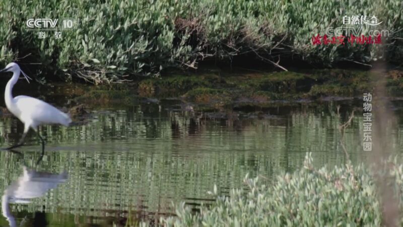 自然传奇 《自然传奇》 20200930 动物宝宝乐园
