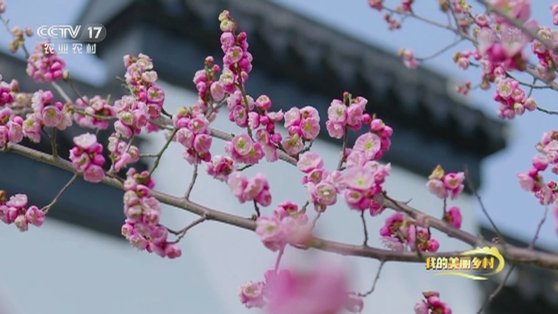 《我的美丽乡村》 20210628 太湖之滨香雪村