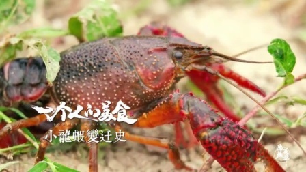二更视频 龙虾进入中国才几十年 为什么火爆全国 盱眙大叔给出了答案 559