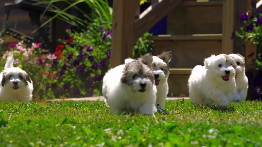 《萌宠成长记第二季》第1集