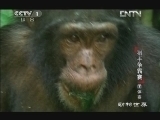 动物世界 《动物世界》 20121217 猎手争霸赛 团体赛
