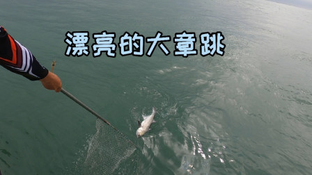 出海钓鱼碰到鱼群，鲈鱼连着拉的感觉太棒了，还上了两条大章跳