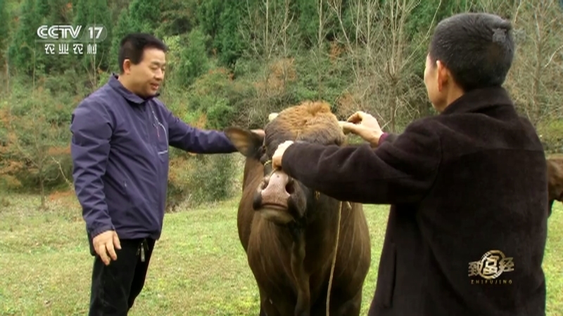 致富经 《致富经》 20201218 从小作坊起家的牛产业