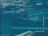 动物世界 《动物世界》 20160303 让我读懂你的心（二）