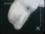 野生动物的保护者 野生动物的保护者 白鲸和罗伯特·米肖