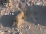 人与自然 《人与自然》 20160825 孤狮塔姆（上）