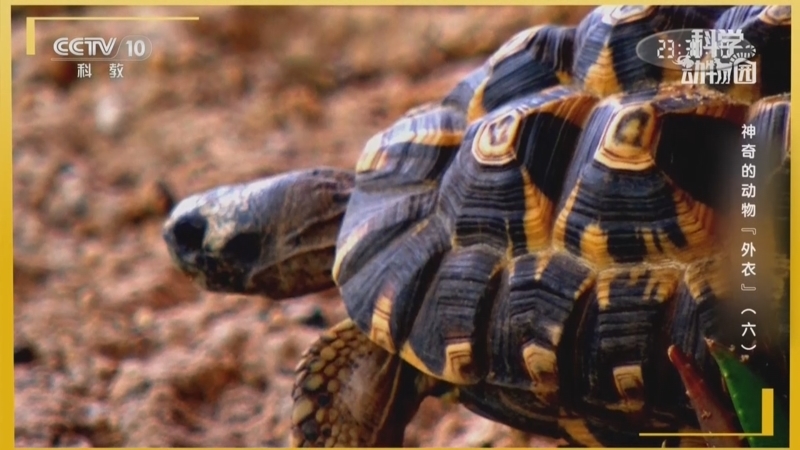 《科学动物园》 20260209 神奇的动物“外衣”（六）