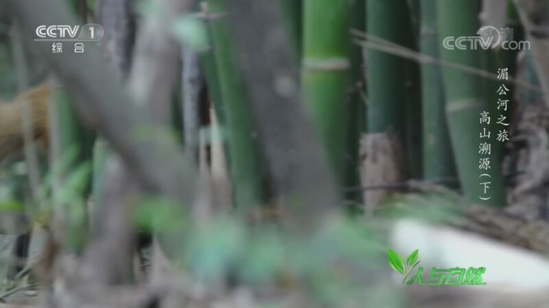 人与自然 《人与自然》 20200908 湄公河之旅——高山溯源（下）
