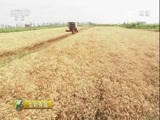 生财有道 《生财有道》 20160929 河套平原上 老杨不平凡的小麦财富